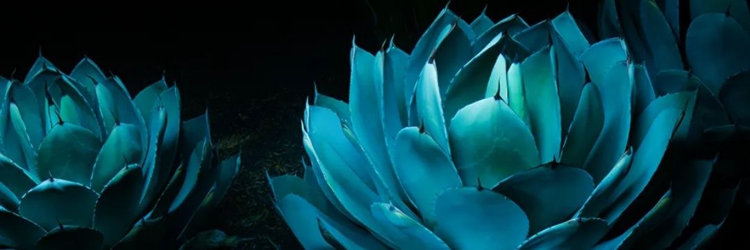Sh_Nadia48's profile banner image