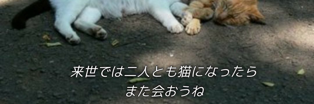 桜井 まあか🍤ハニースパイスRe. banner