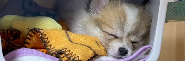 t_yonezo Profile Banner