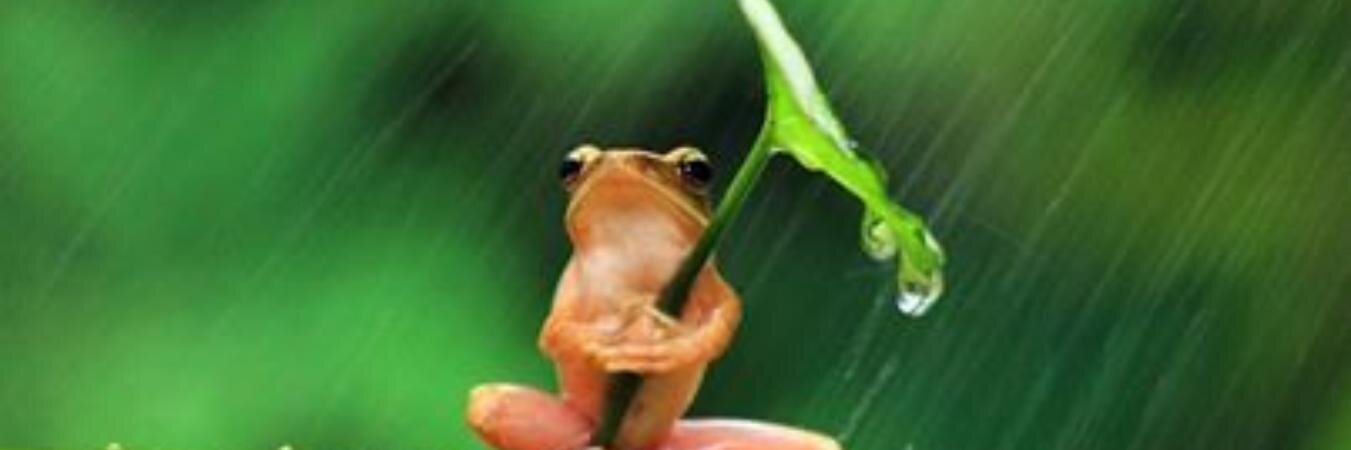 Luis Francisco Herreño Guevara PACHONOTICIAS.COL banner