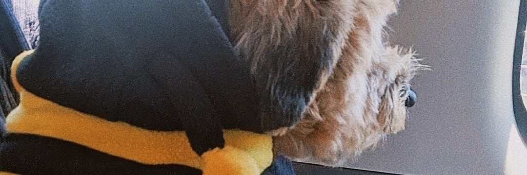 witchofwry's profile banner image