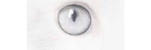 argenGii's profile banner image