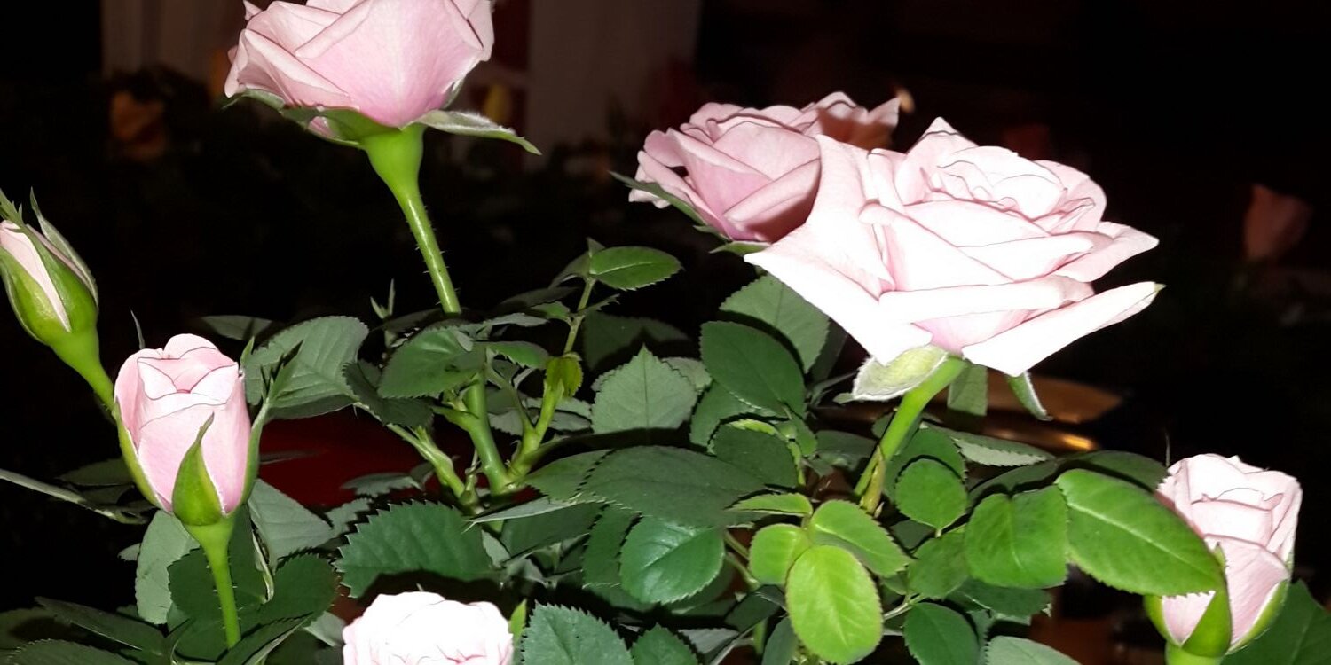 Ebrunl4's profile banner image