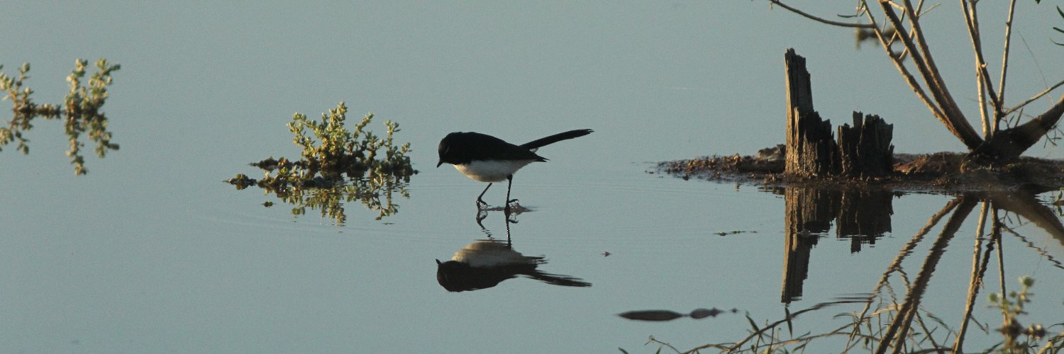 Ms3Bird's profile banner image
