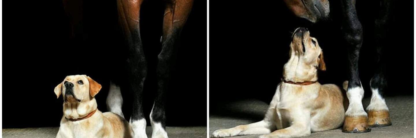 AriDog82's profile banner image
