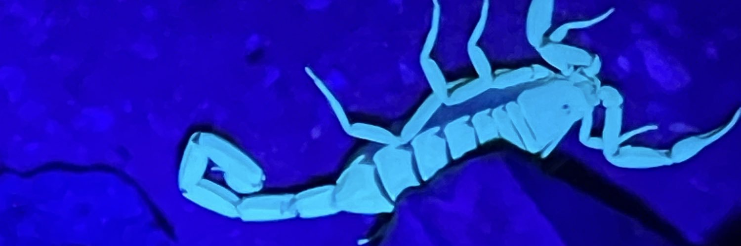 🐾Holly 🇺🇦🌻 banner