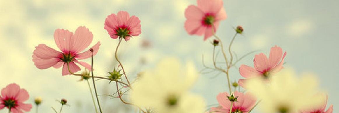 puritamy's profile banner image