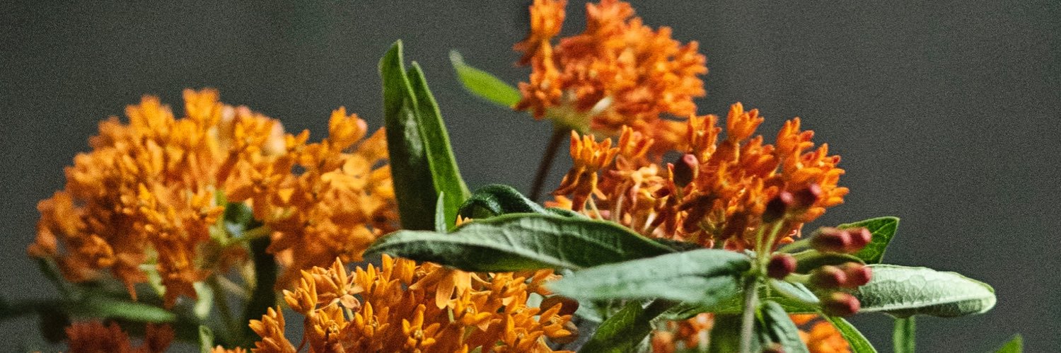 dbrunton's profile banner image
