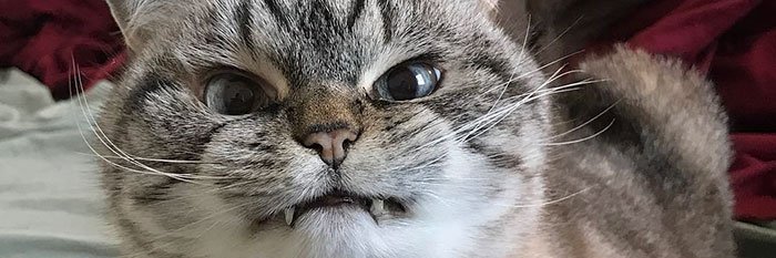 TheOnlyPixy's profile banner image