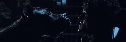 ℛαмѕαу. ⚔️ banner