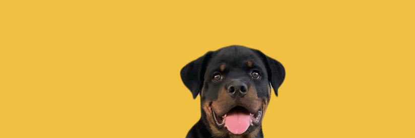 Cyber DogTrainer 🐾🇮🇳's banner