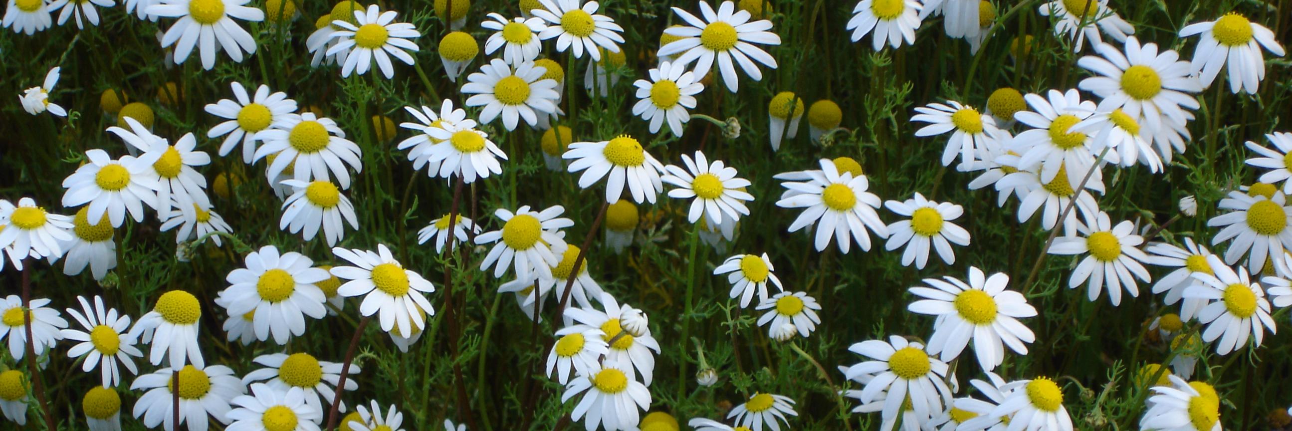 rociococido's profile banner image