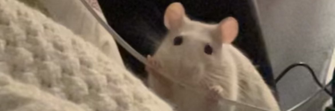 mepha_'s profile banner image