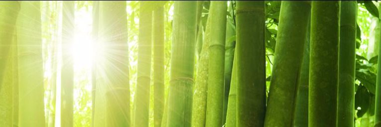 bamboolandscap1's profile banner image
