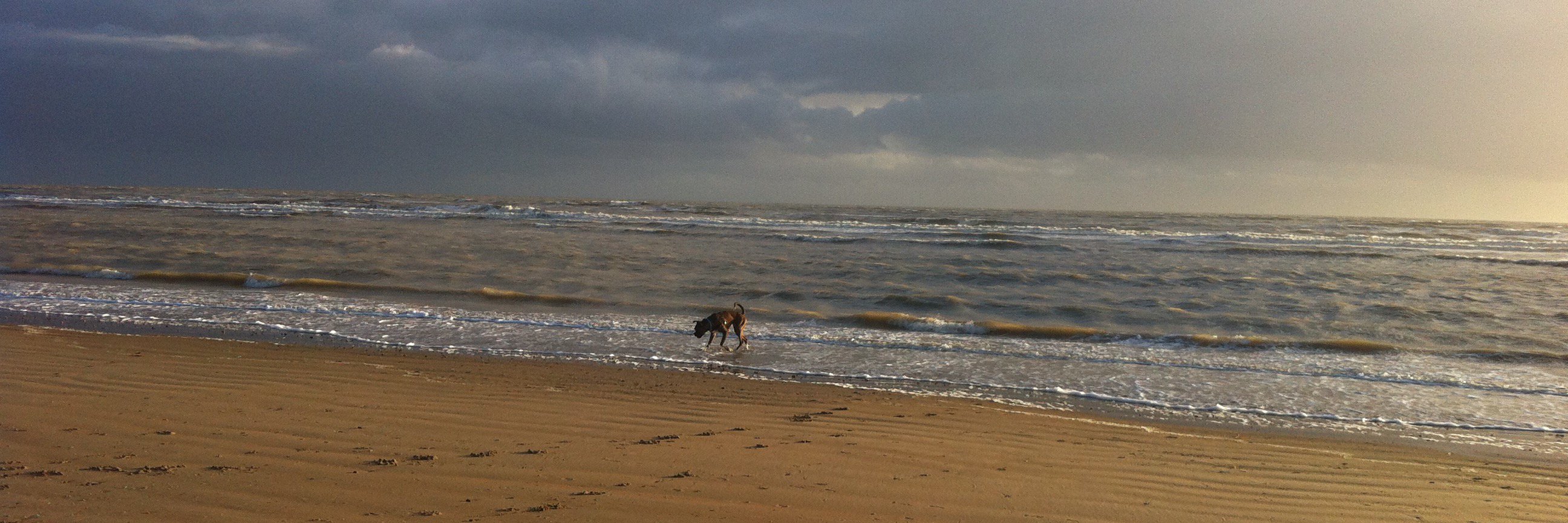 HerbertBoxerDog's profile banner image