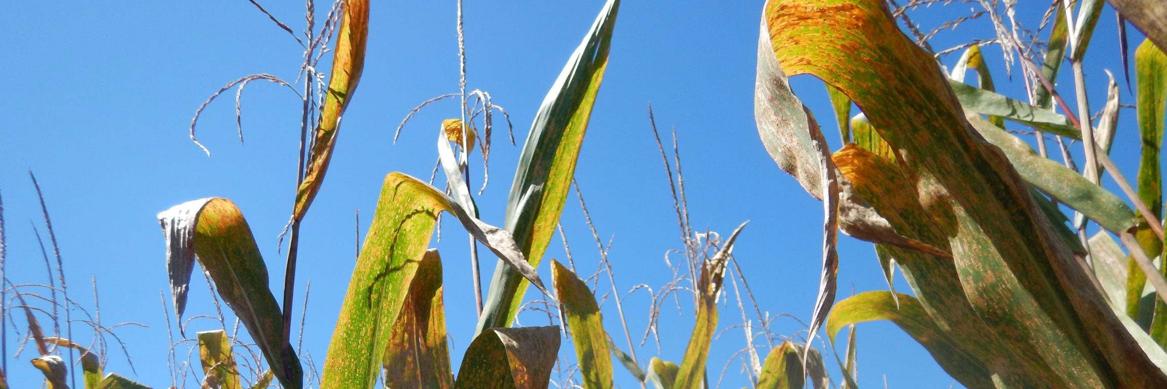 Corn Diseases (@corndisease) / Posts / X