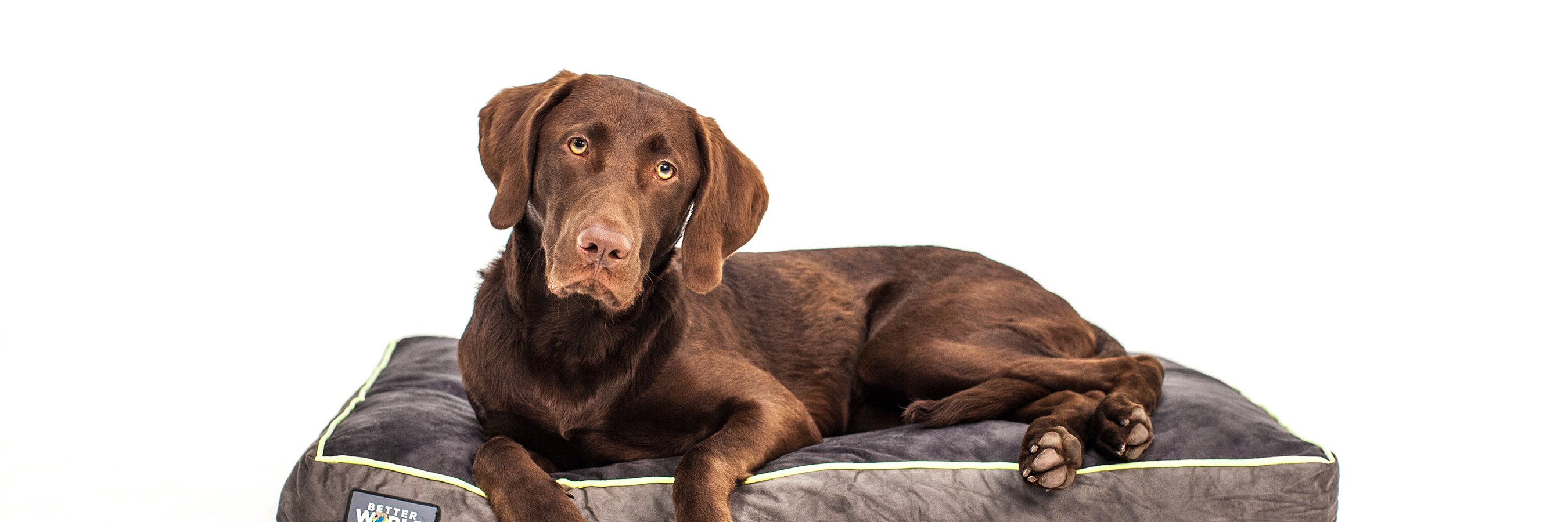 Better World Pets banner