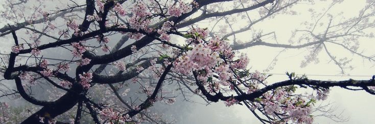 celestiallshine's profile banner image