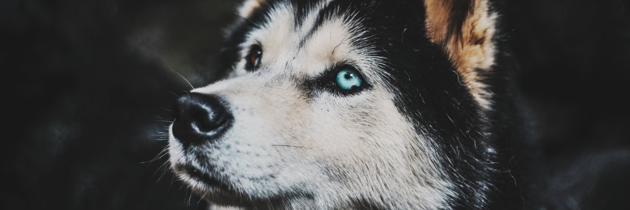 fleaful's profile banner image