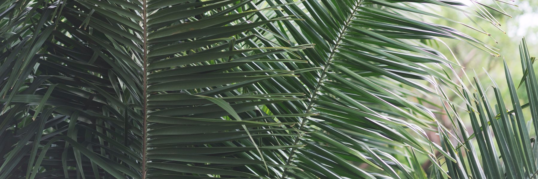 provocativejoy's profile banner image