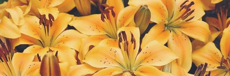 shanaayrum's profile banner image
