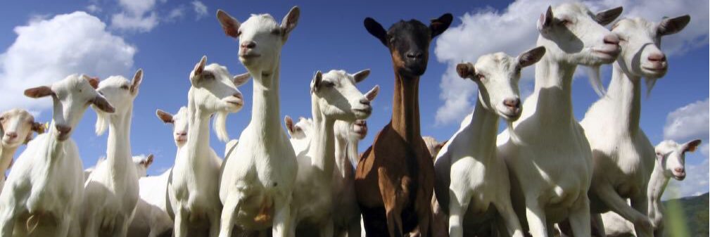CollabGoat's profile banner image
