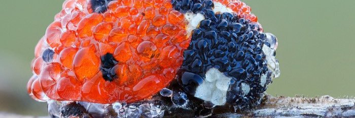 Two Shoe Grahamson banner