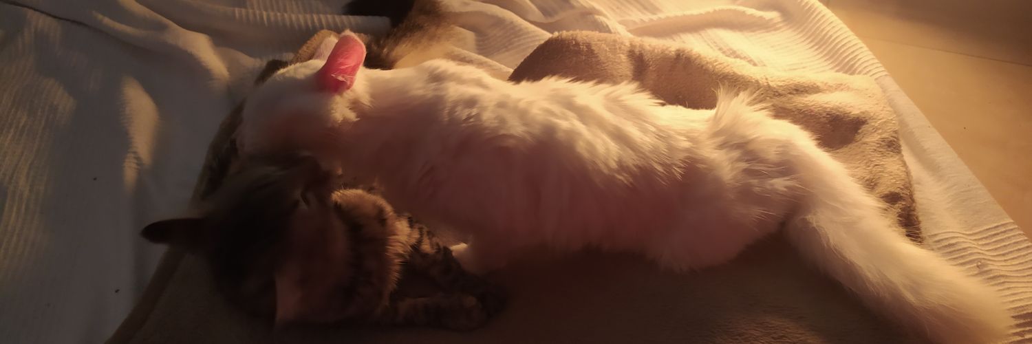 MsMaceta's profile banner image