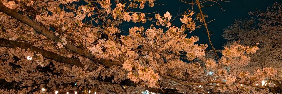 hisima666's profile banner image