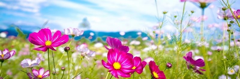 MerekAlthalos__'s profile banner image