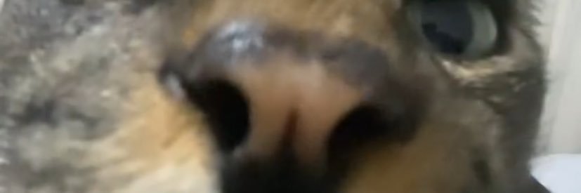 Aleecrodrigues's profile banner image