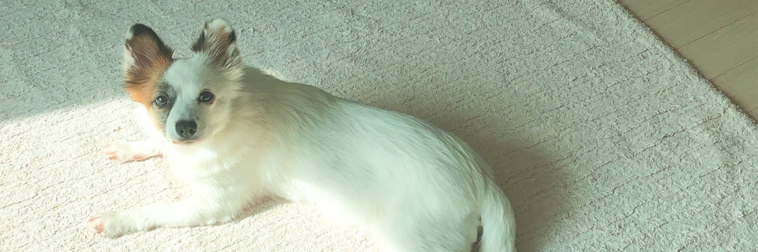doggy_fall's profile banner image