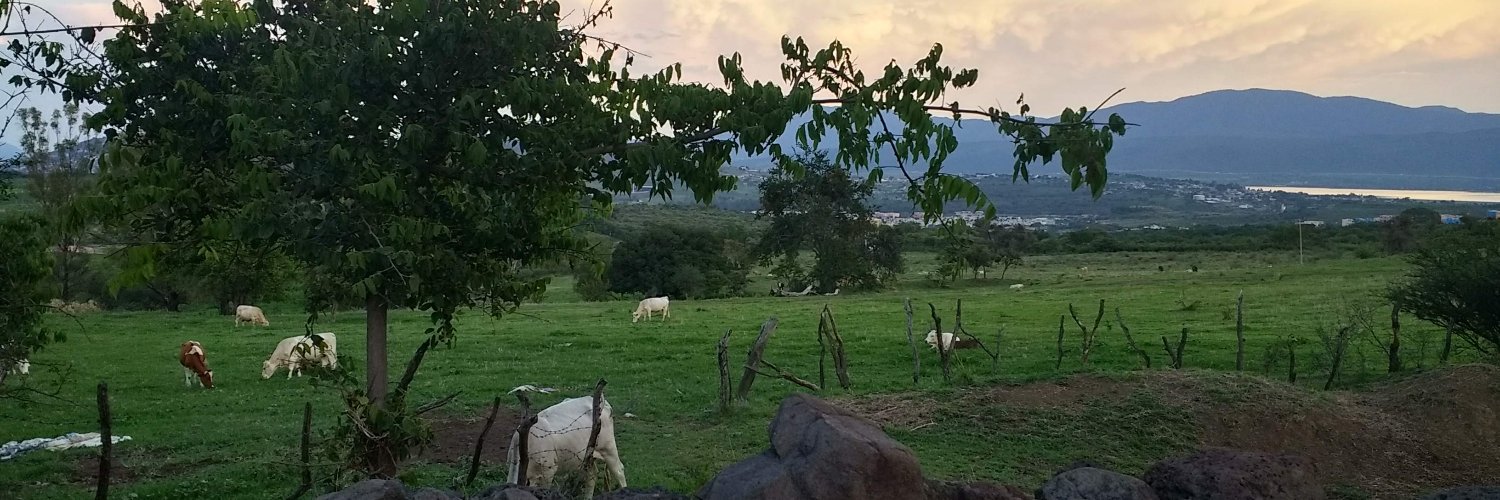 profFerrariniD's profile banner image
