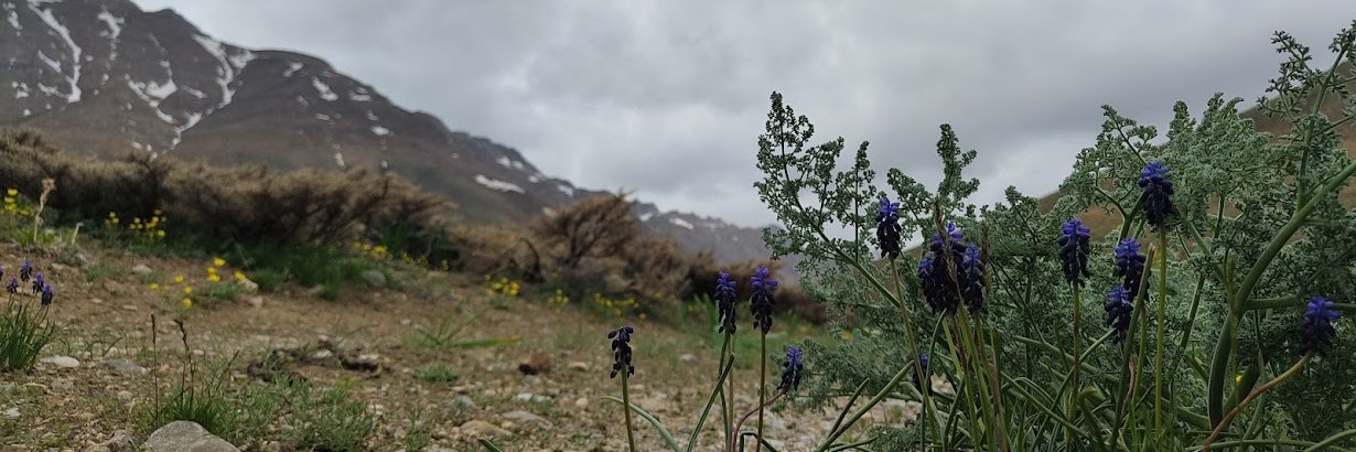 Sina Borzooei banner