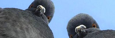 LaCogencyMTL's profile banner image