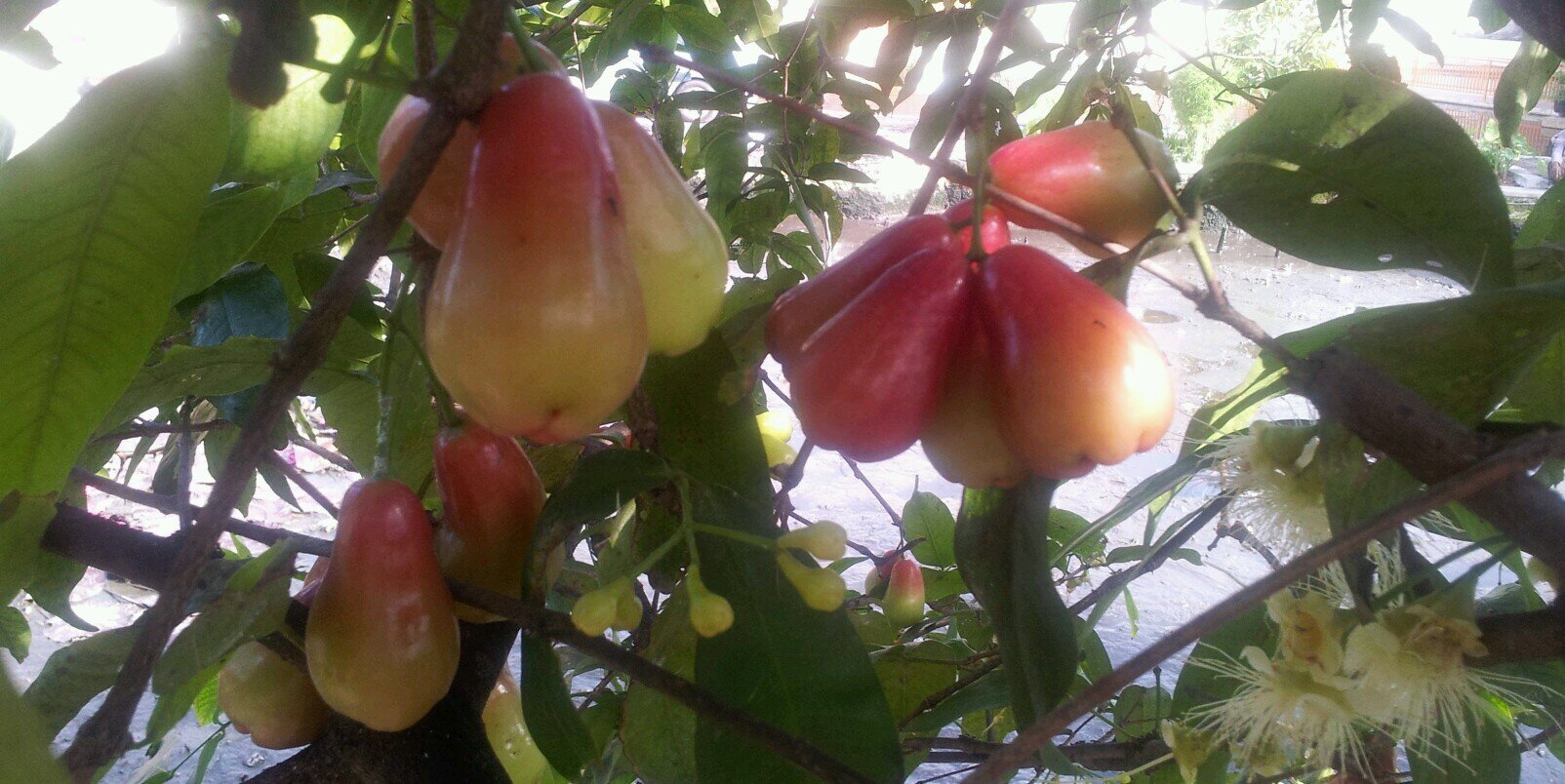 Bambang Sumintono banner