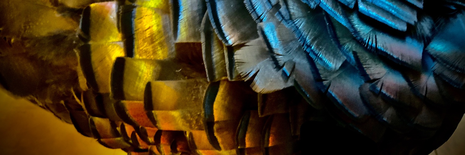 Hear ye! Hear ye! banner