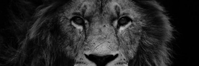 LeonStapleton's profile banner image
