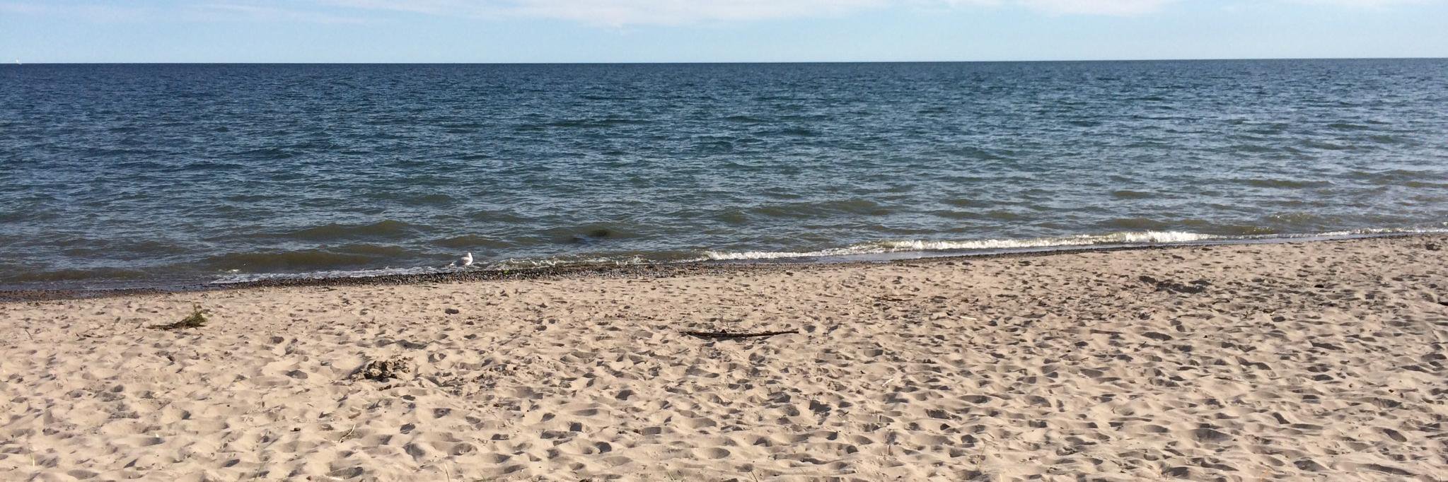 Elizabeth Alton banner