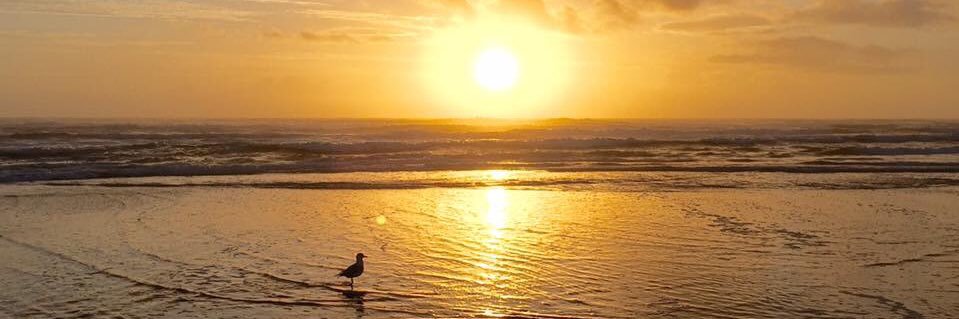 sunsetpointnsb's profile banner image