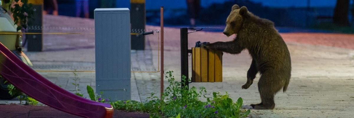 MBraxatorisz's profile banner image