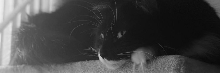 ttaylor_alyssa's profile banner image