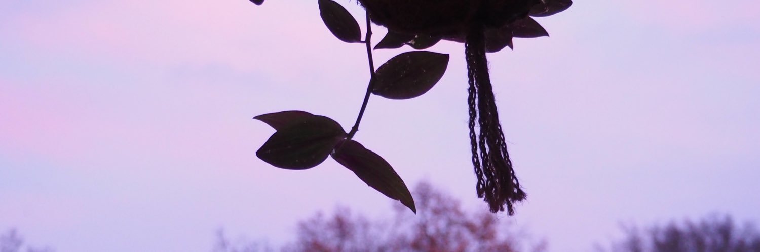 amelienbl's profile banner image