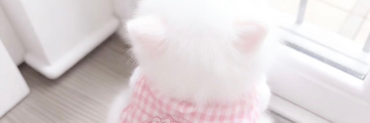 xiaobaitu69's profile banner image
