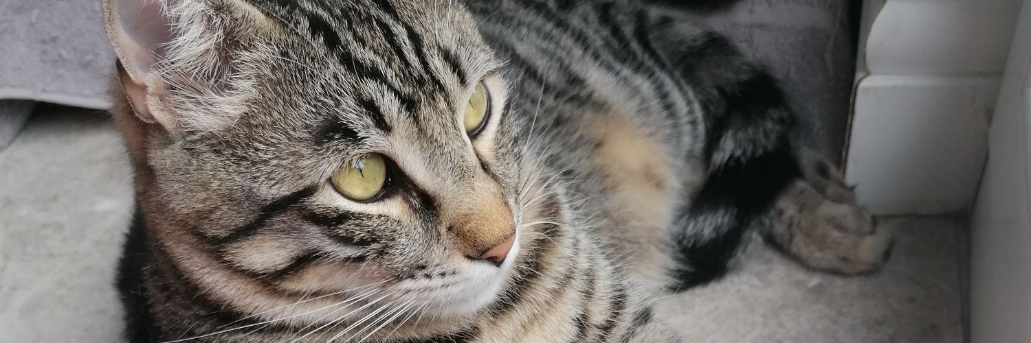 ilginsozen's profile banner image
