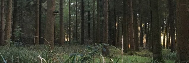 chloesiani's profile banner image