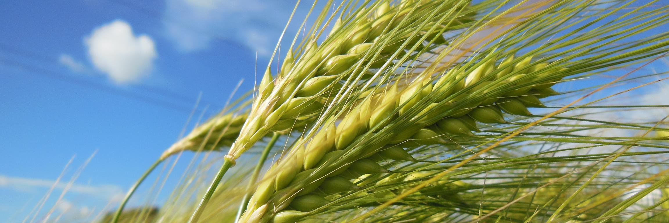 agri_kat's profile banner image