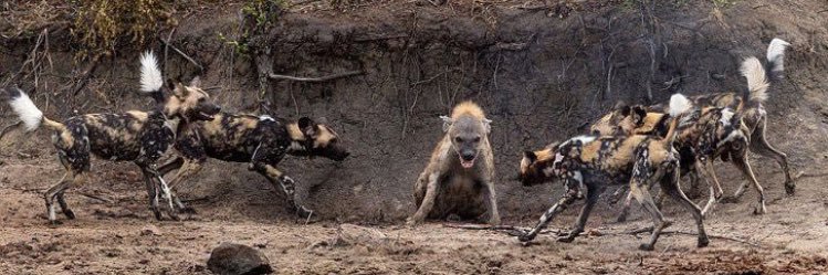 Timothy Hardiman II banner