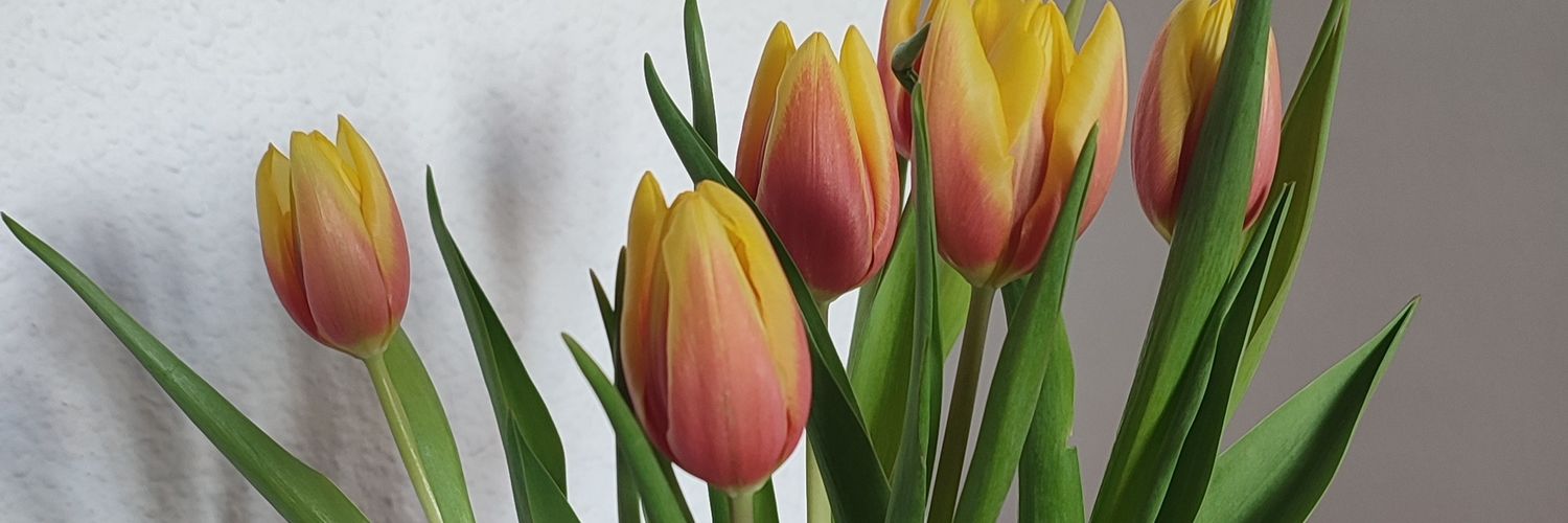 poppycels's profile banner image