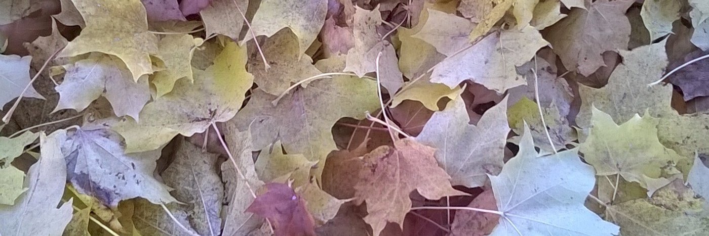 reincheque's profile banner image
